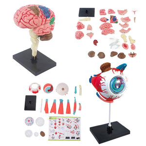Little Anatomist 4D Build & Learn Science Kits