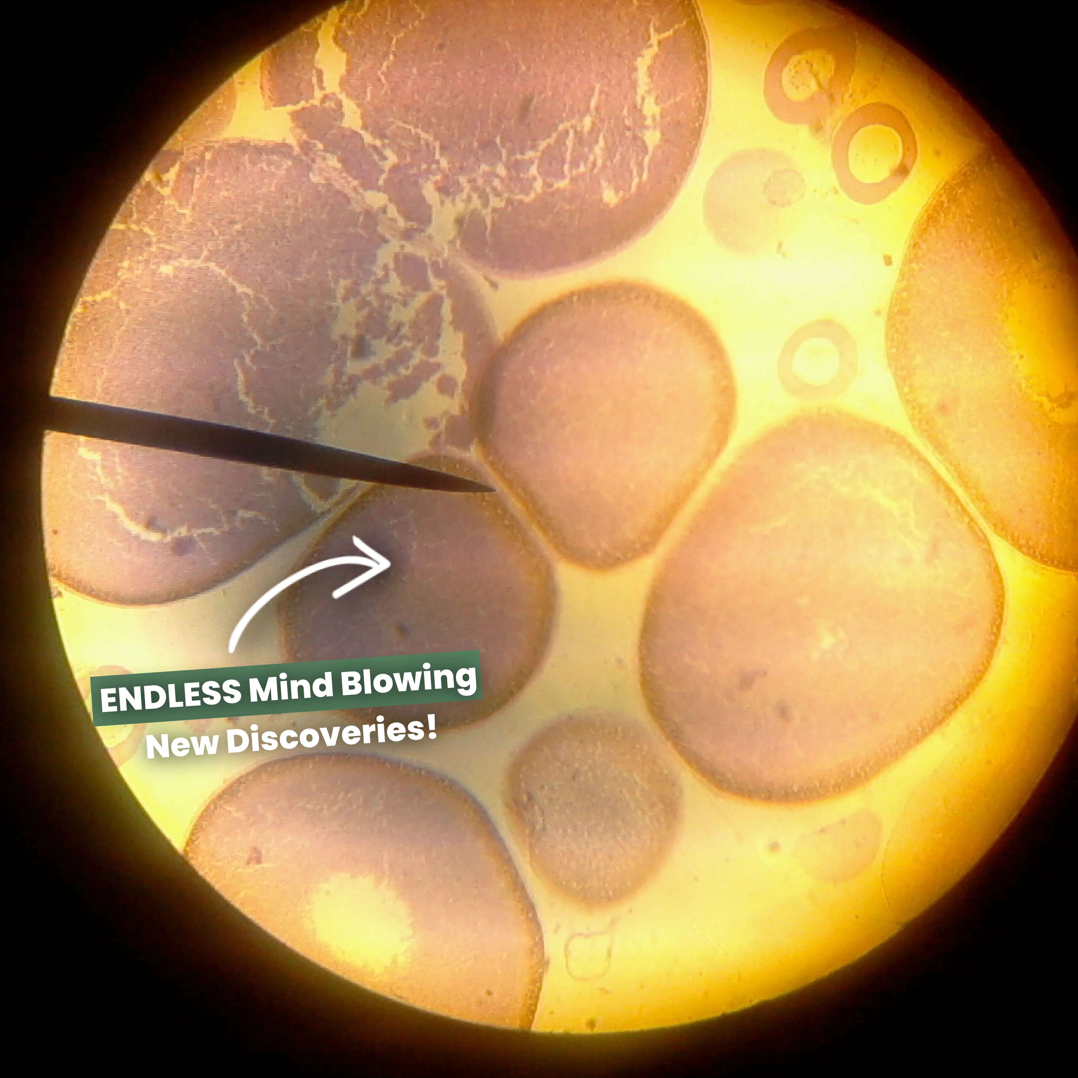 Oryginalny Miniscope™