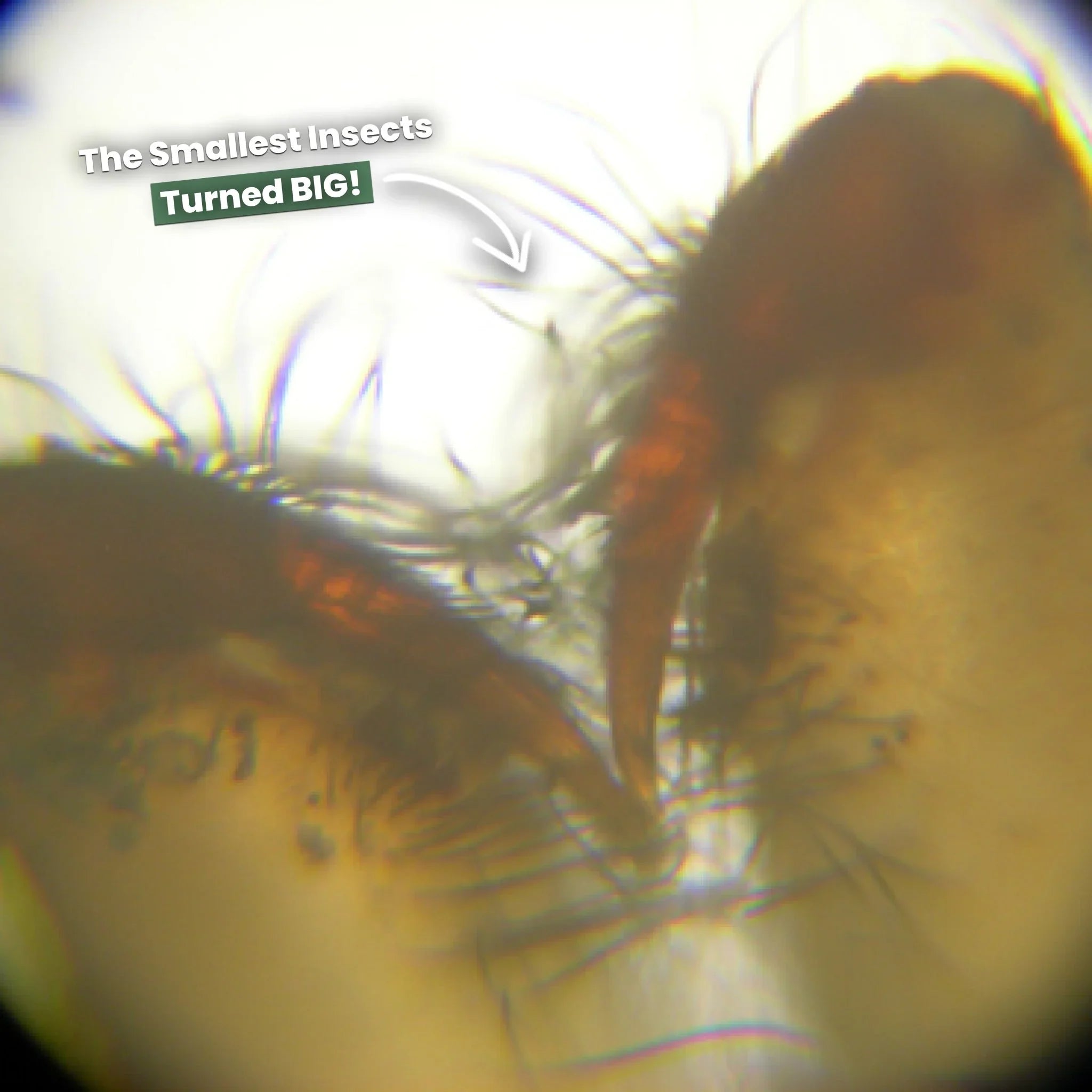 Oryginalny Miniscope™
